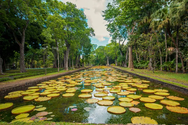 Botaniska Trädgården Pamplemousse Mauritius — Stockfoto