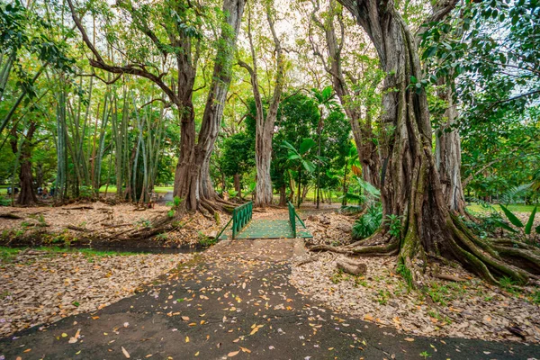 Botanical Garden Pamplemousses Mauritius — Stock Photo, Image