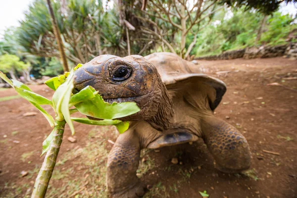 Kaplumbağalar La Vanille doğal parkında, Mauritius.