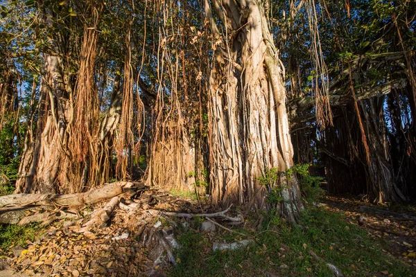 Banyan Tree Cap Malheureux Mauritius — Stock Photo, Image
