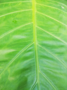 desen yeşil lotus yaprağı