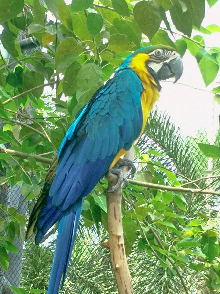 Vogel Zoo — Stockfoto