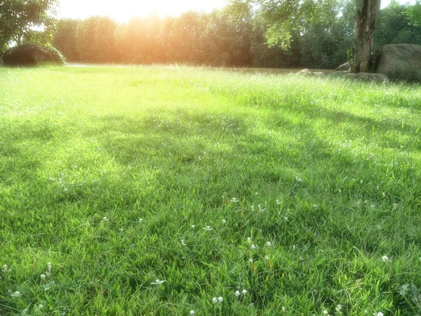 Rumput Taman — Stok Foto