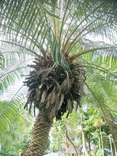 Zuckerpalme Auf Dem Feld — Stockfoto