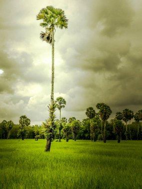 Tayland 'daki pirinç tarlası