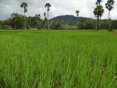 Tayland 'daki pirinç tarlası