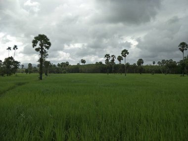 Tayland 'daki pirinç tarlası