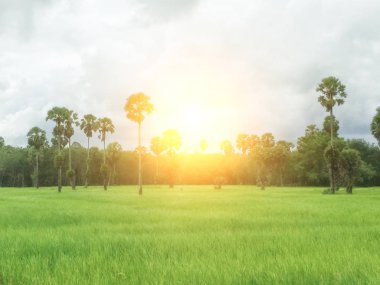 Tayland 'daki pirinç tarlası