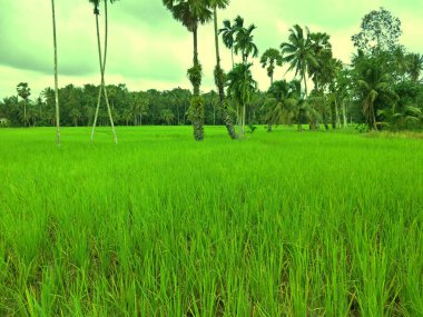 Tayland 'daki pirinç tarlası