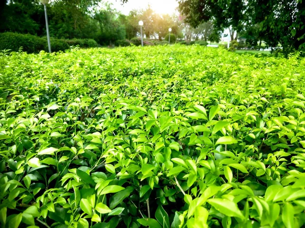 Plantas Ornamentales Jardín — Foto de Stock