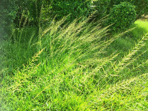 Rumput Taman — Stok Foto
