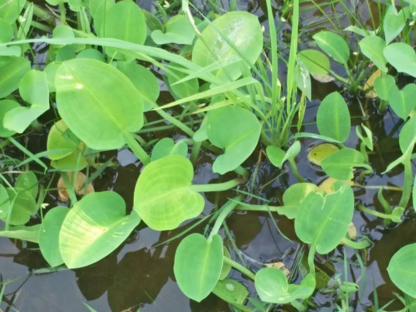 Sierplanten Tuin — Stockfoto