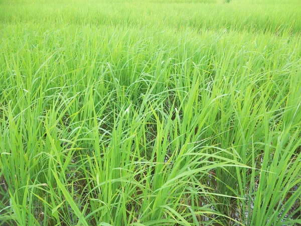 Campo Arroz Tailandia —  Fotos de Stock