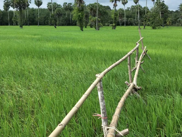 Рисовое Поле Таиланде — стоковое фото