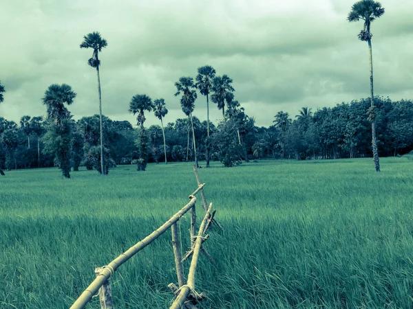 Rýžové Pole Thajsku — Stock fotografie