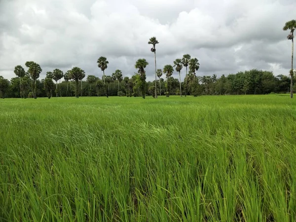 Tayland Daki Pirinç Tarlası — Stok fotoğraf