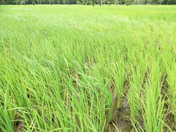 Рисовое Поле Таиланде — стоковое фото