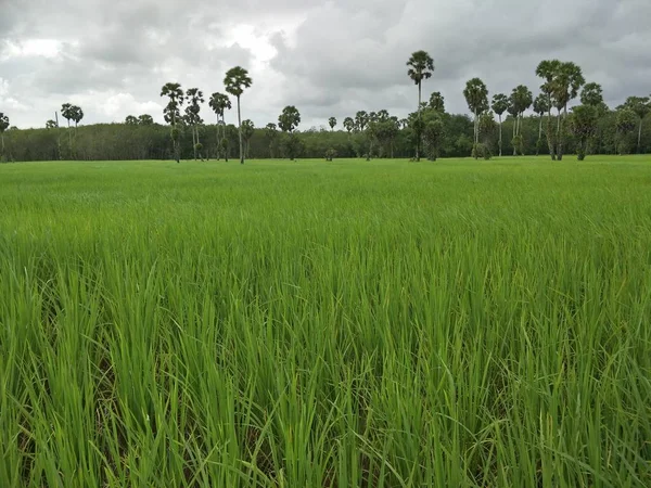 Campo Arroz Tailandia —  Fotos de Stock