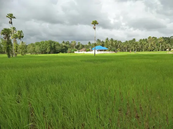 Campo Arroz Tailandia —  Fotos de Stock