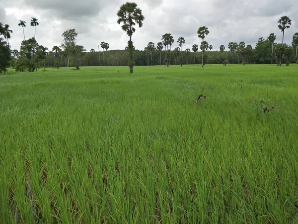 Rizière Thaïlande — Photo