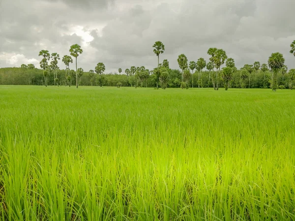 Campo Arroz Tailandia —  Fotos de Stock