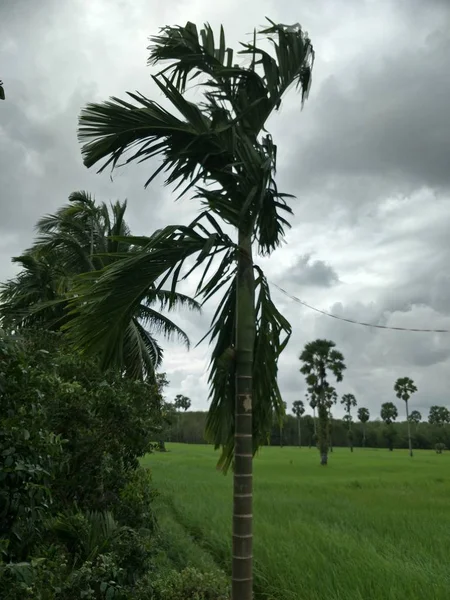 Rijstveld Thailand — Stockfoto