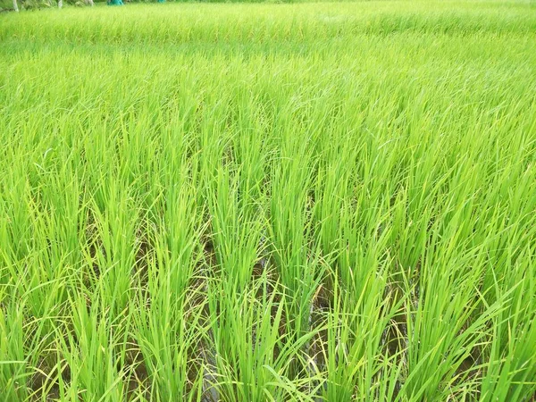 Rice Field Thailand — Stock Photo, Image