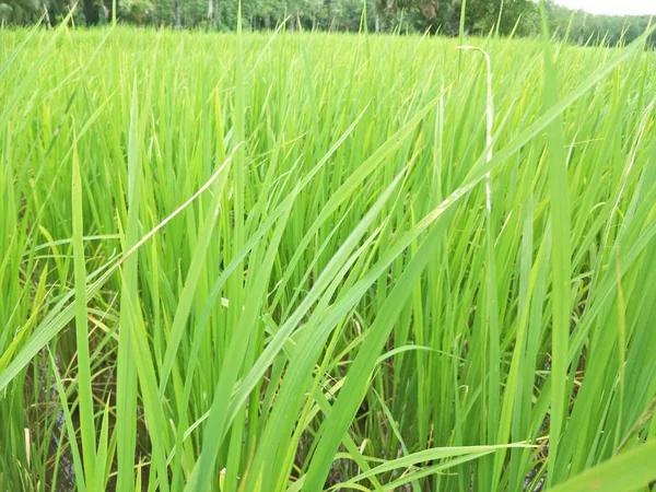 Rizsföldek Thaiföldön — Stock Fotó