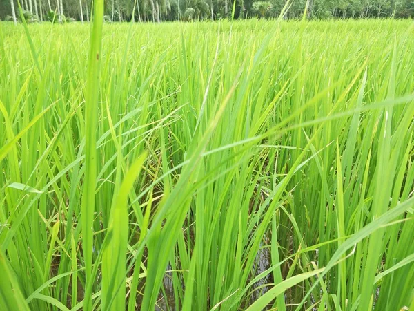 Tayland Daki Pirinç Tarlası — Stok fotoğraf