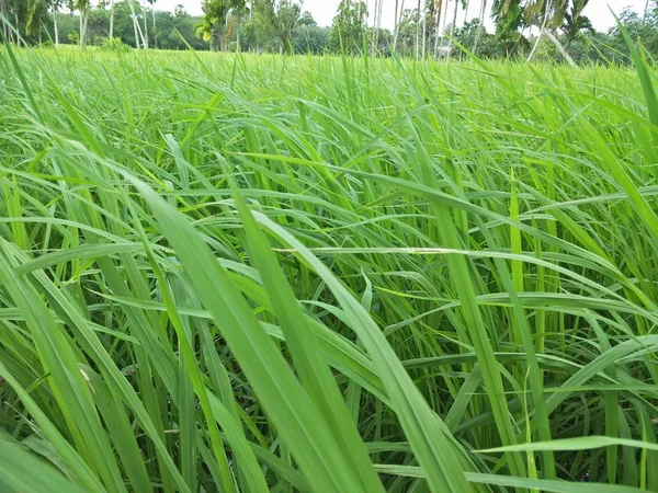 Risfält Thailand — Stockfoto