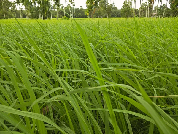 Sawah Thaiiand — Stok Foto