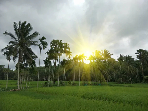 Rice Field Thailand — Stock Photo, Image