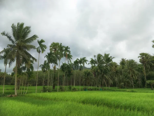 Campo Arroz Tailândia — Fotografia de Stock