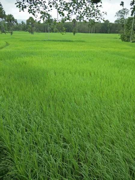 Campo Arroz Tailandia —  Fotos de Stock