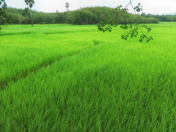 Tayland Daki Pirinç Tarlası — Stok fotoğraf