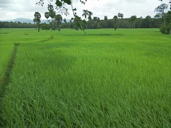 Campo Arroz Tailândia — Fotografia de Stock