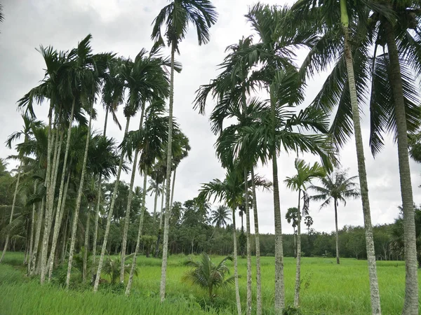 Campo Arroz Tailândia — Fotografia de Stock