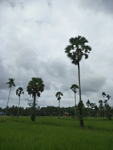 Rice Field Thailand — Stock Photo, Image