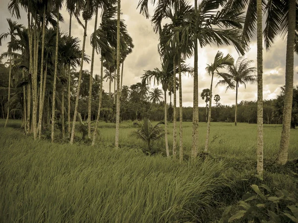 Rice Field Thailand — Stock Photo, Image