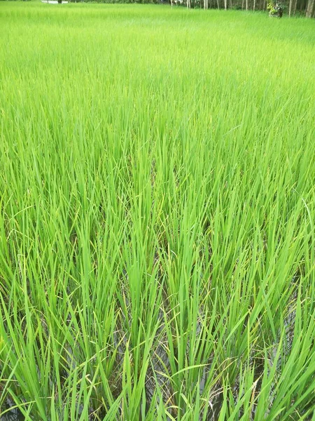 Tayland Daki Pirinç Tarlası — Stok fotoğraf