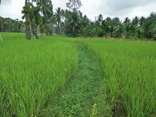 Campo Arroz Tailândia — Fotografia de Stock