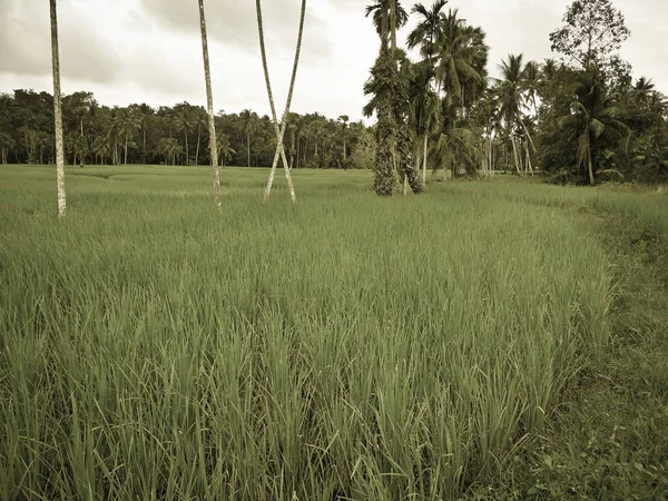 Campo Arroz Tailândia — Fotografia de Stock