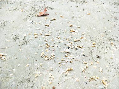 Kumsalda deniz kabuğu