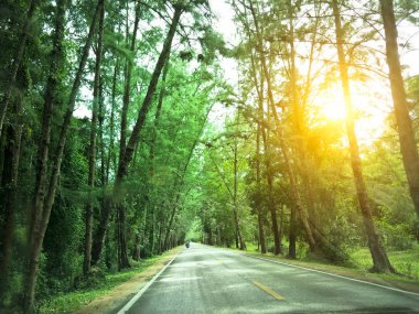 yol kenarında çam ağacı