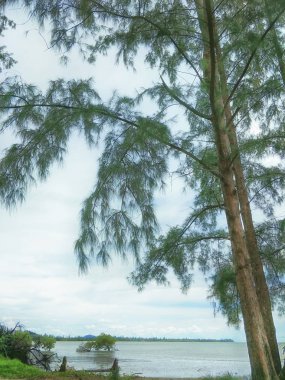 Büyük ağaç bir parkta