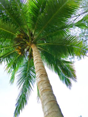 Parkta hindistan cevizi ağacı