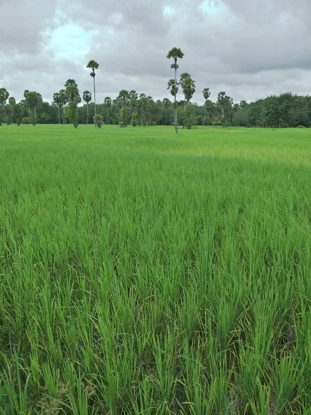 Campo Arroz Tailandia —  Fotos de Stock