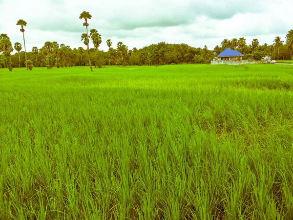 タイの田んぼ — ストック写真