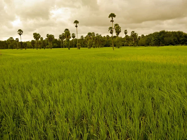 Campo Arroz Tailandia —  Fotos de Stock