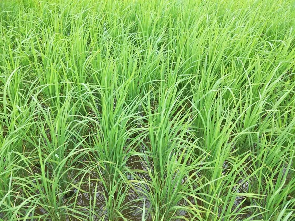 Campo Arroz Tailândia — Fotografia de Stock